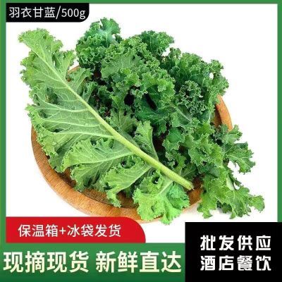 羽衣甘蓝新鲜蔬菜嫩叶甘兰芥蓝菜叶雨衣kale西餐沙拉榨汁食材现摘