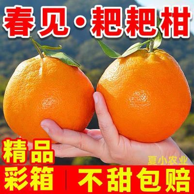 【彩箱普邮】正宗春见耙耙柑水果新鲜当季橘子净重4斤单果70mm+