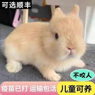 小兔子活物侏儒兔长不大迷你小型公主荷兰垂耳兔茶杯兔家养宠物兔