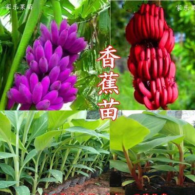 广西新品种香蕉苗紫色香蕉苗红香蕉苗皇帝蕉粉蕉芭蕉树苗当年结果