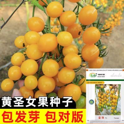 ���ڲ�������ɫʥŮ�����ӳ����ļ�С�������ӻ����������Ѵ����߲�ͥԺ���� 4.58Ԫ