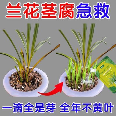 茎腐急救】兰花专用营养液爆根催芽促苞催花防枯萎黄叶不开花叶肥
