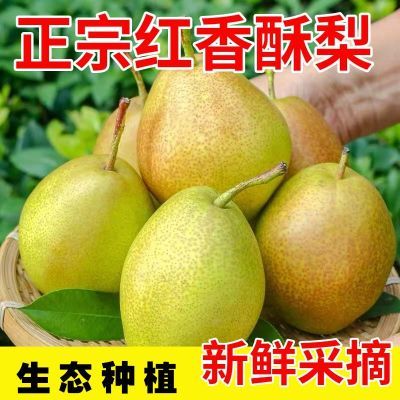 【爆甜推荐】彩箱红香酥梨新鲜应季孕妇水果脆甜薄皮香梨酥梨整箱
