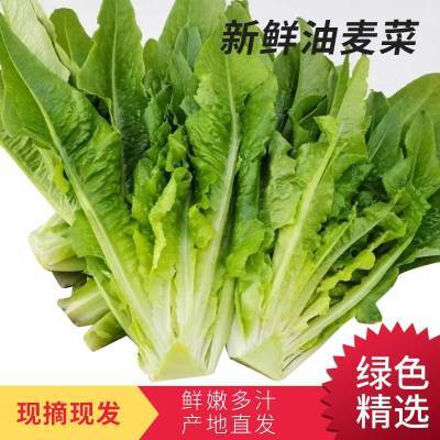 云南新鲜采摘油麦菜 应季蔬菜新鲜油麦菜 正想批发油麦菜