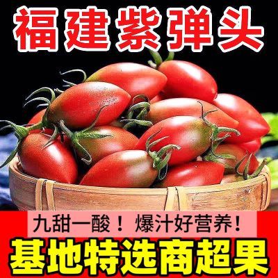 当季紫弹头迷彩紫葡萄圣女果现摘西红柿孕妇水果小柿子紫弹小番茄