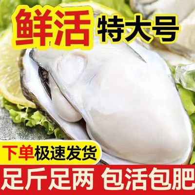 正宗烧烤乳山生蚝鲜活野生生蚝野生海蛎子新鲜批发海鲜贝类一整箱