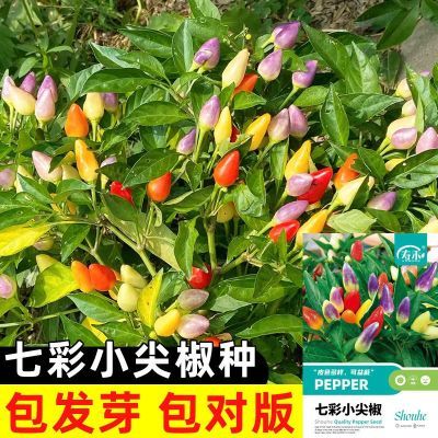 ���ڲ������߲�С�⽷�������Գ��콷�����ļ������߲��������������ݽ��߲� 3.84Ԫ