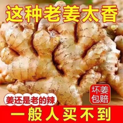 现挖农家云南老姜生姜批发正宗黄姜头月子新鲜蔬菜整箱姜姜块