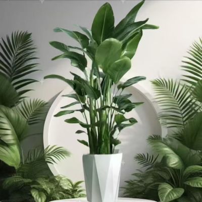 【基地退租 年底清货】1.1-1.8米超A级天堂鸟美观净化空气吸甲醛