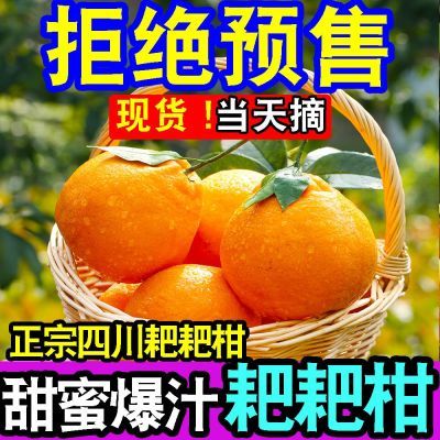 【爆甜】正宗耙耙柑丑八怪春见当季新鲜水果丑橘桔子薄皮橘子批发