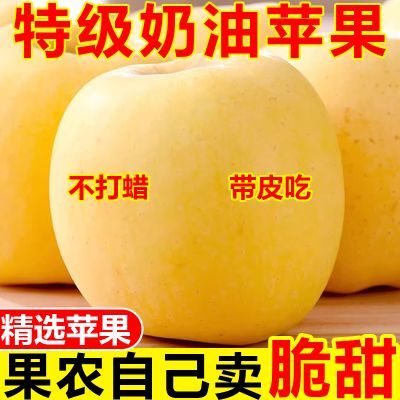 山东烟台黄金奶油苹果脆甜当季山东栖霞富士新鲜苹果水果整箱批发