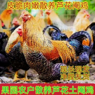 正宗农家散养芦花鸡阉鸡手撕鸡白切鸡走地鸡太监鸡线鸡新鲜人工优惠券