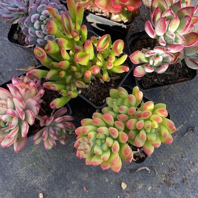 多肉植物套餐六个品种六个颜色混搭带盆基地发货多头群生新手好养优惠商品图片