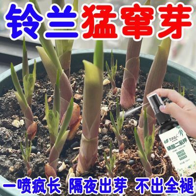 【爆芽王】铃兰花营养液促开花生根壮苗延长花期防黄叶掉苞专用肥