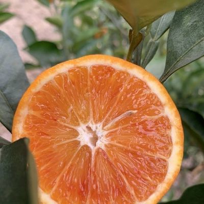 【正宗】塔罗科血橙新鲜水果甜橙子脐橙冰糖橙甜红心秭归孕妇