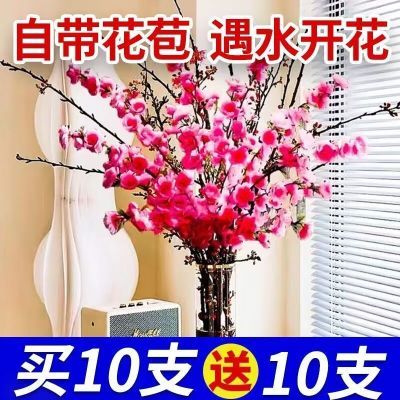 【遇水开花】新年装饰梅花枝遇水开花冬季室内水培梅干枝年宵花卉