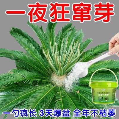 铁树专用肥营养液叶子发黄干枯卷叶专用叶面肥促生根发芽生长氮肥