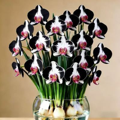 【冬季爆款】遇水开花浓香型蝴蝶兰水培室内耐寒四季花卉年宵大花