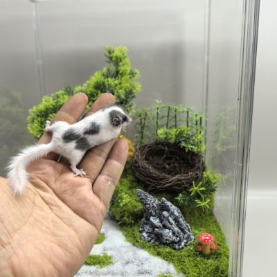 全款价西班牙睡鼠幼崽宠物活体拇指睡鼠活体微型龙猫学生龙猫活物