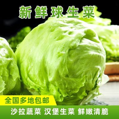 云南新鲜球生菜团生菜西生菜新鲜采摘生吃汉堡沙拉专用整箱批发