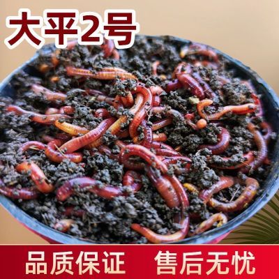 足斤足数鲜活到家牛粪太平2号鲜活蚯蚓钓鱼养花两用野钓窝料