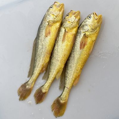 舟山发货大黄鱼黄花鱼新鲜鲜活冷冻特大黄鱼海鲜海鱼整箱批发海鱼