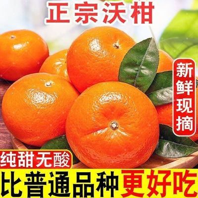 【爆甜沃柑】云南沃柑新鲜现摘直发柑橘应季批发水果橘子桔子整箱