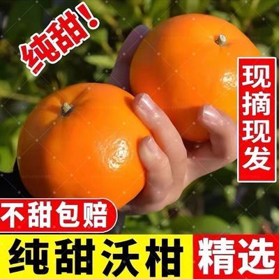 【多汁爆甜】云南高山沃柑正宗新鲜当季水果清甜薄皮柑橘子