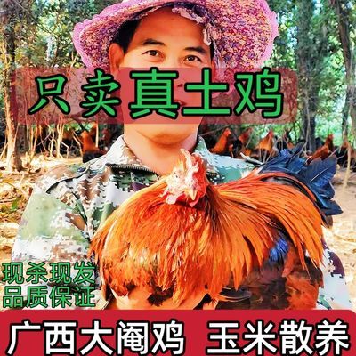 【现杀现发】正宗广西玉米阉鸡土鸡清远鸡安铺阉鸡白切鸡果园散养优惠券