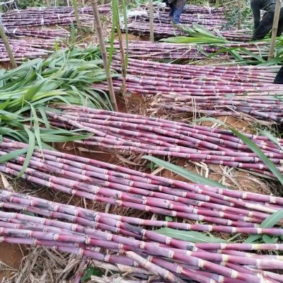 贵州老品种甘蔗现砍发货红皮红皮甘蔗薄皮紫皮甘蔗正宗