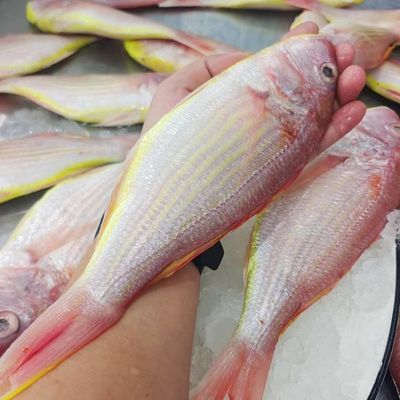 海捕新鲜红杉鱼深海金丝海鱼金线鱼鲜活红线正宗深海鱼