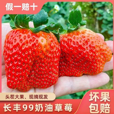 【顺丰送货上门】安徽长丰红颜草莓当季水果特大果2/3斤甜草莓