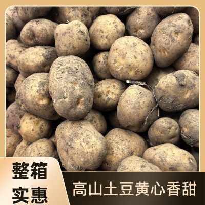 【今年新货】云南土豆黄皮洋芋新鲜马铃薯农家蔬菜批发