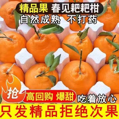(自家好果子)批发四川眉山春见耙耙柑春见生鲜果园桔子粑粑柑现摘