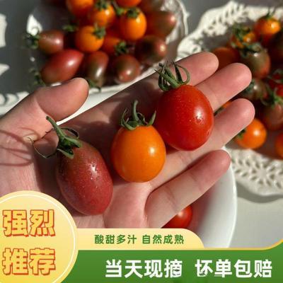 迷彩三色混装小番茄番茄新鲜果孕妇圣女水果小西红柿现摘应季水果