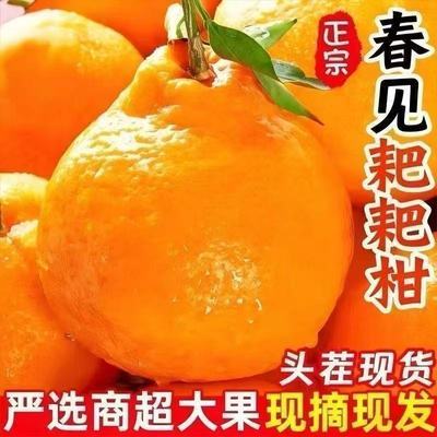 正宗四川蒲江春见耙耙柑新鲜应季水果现采现发爆甜多汁整箱包邮