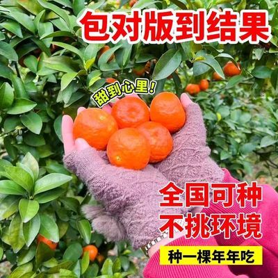 沙糖桔树苗地栽盆栽橘子树苗柑桔果树果苗砂糖橘阳台