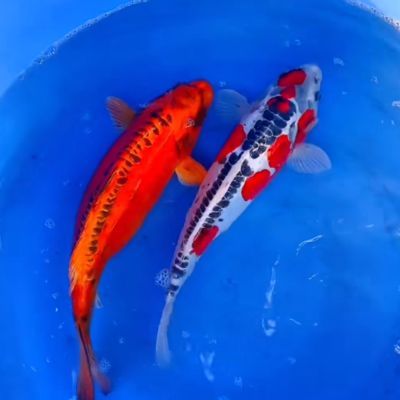 精品招财锦鲤德系龙 三色水墨 红白 尺寸20-25厘米左右,任选两条