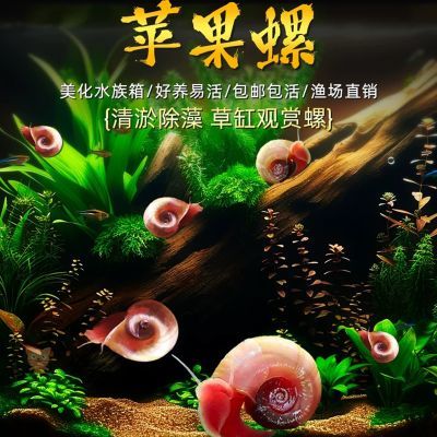 鲜活苹果螺除藻 清洁净化鱼缸 吃鱼粪便生物 观赏螺套餐组合装