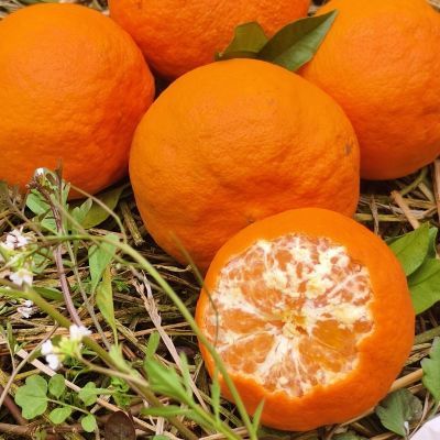 四川柑橘明日见阿斯蜜58果园直发并非甘平橘子水果当季新鲜当日摘