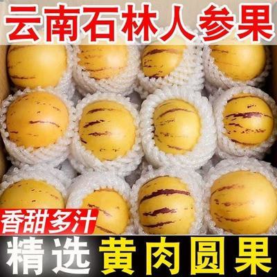 云南石林人参果黄心黄肉圆果低糖当季新鲜水果现摘无籽孕妇特大果