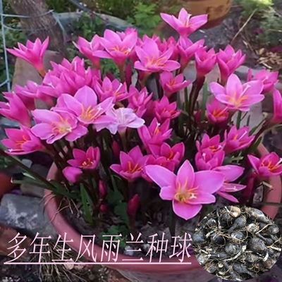 风雨兰种球四季种植耐寒耐热多年生好养花卉绿植阳台庭院盆栽地栽