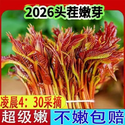 2026四川大竹二茬香椿嫩芽新鲜露天红油香椿产地直发当季时令蔬菜
