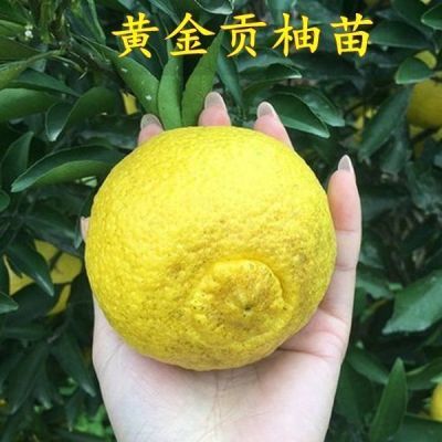湖南果苗 黄金贡柚苗 春香苗 柑橘柚子 桔柚苗 嫁接新品种果树苗