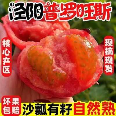 陕西正宗水果泾阳沙瓤番茄现摘普罗旺斯新鲜生吃西红柿自然蔬菜