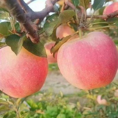 【带箱5斤】爆甜丑苹果冰糖心苹果当季新鲜孕妇水果红富士苹果