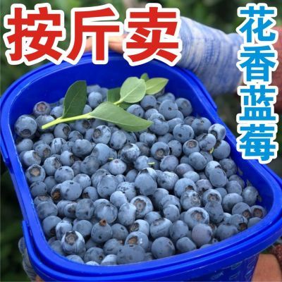 新鲜蓝莓鲜果花香蓝莓现摘露天蓝莓当季孕妇宝宝果正宗直发盒装