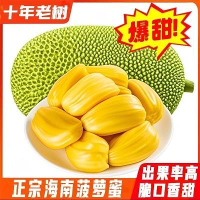 海南黄肉菠萝蜜一整个新鲜水果干苞黄肉整箱批发菠萝蜜