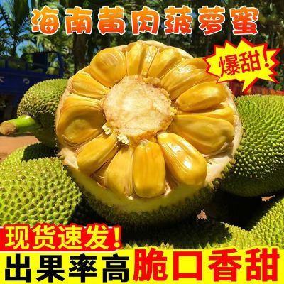 海南黄肉菠萝蜜一整个新鲜水果干苞黄肉整箱批发菠萝蜜