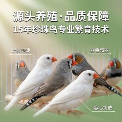 珍珠鸟灰色白色驼色一对可繁殖白文鸟网红袖珍宠物鸟活鸟专用饲料